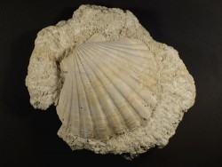 Flabellipecten planomedius Pliozn MA 11,5cm *Unikat*