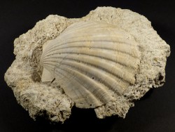 Flabellipecten planomedius Pliozn MA 11,5cm *Unikat*