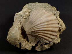 Pecten beudanti Miozän PT 5,5cm *Unikat*