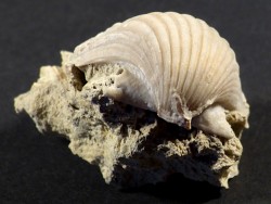 Pecten josslingi Miocene PT 3,5cm *unique*