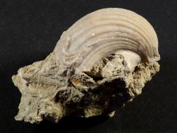 Pecten josslingi Miocene PT 3,5cm *unique*