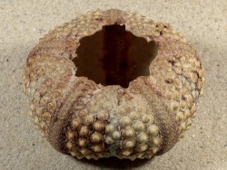 Echinothrix calamaris PH 7,7cm *unique*