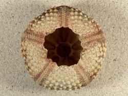 Echinothrix calamaris PH 7,8cm *Unikat*