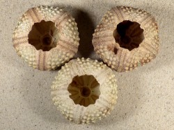 Echinothrix calamaris PH 5,5+cm