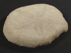 Jacksonaster depressum Pleistozän EG 4,7cm *Unikat*