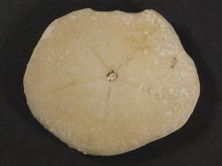 Jacksonaster depressum Pleistocene EG 4,7cm *unique*
