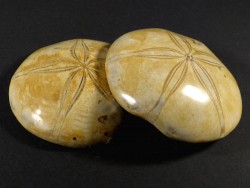 Mepygurus depressus polished Jurassic MG 7+cm