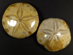 Mepygurus depressus polished Jurassic MG 7+cm