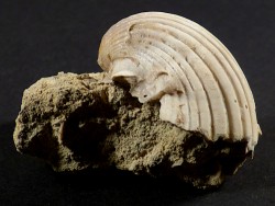 Pecten josslingi Miozän PT 4cm *Unikat*