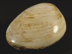 Fossile Muschel poliert *wei* Jura MG 7,5+cm