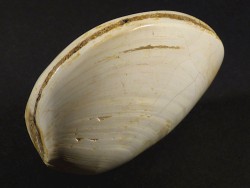 Fossile Muschel poliert *wei* Jura MG 7,5+cm