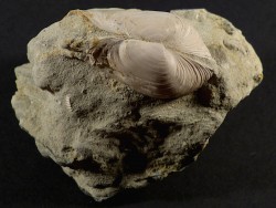 Mya truncata Pliocene IT 4,1cm *unique*
