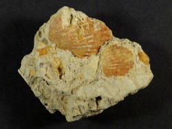 Chlamys pseudopandorae Miozän PT 3,7cm *Unikat*