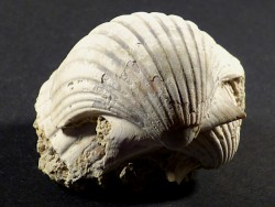Pecten josslingi Miozän PT 4,7cm *Unikat*