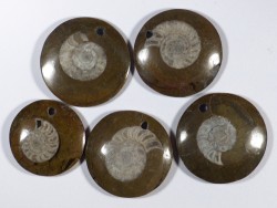 Ammonit in Gestein poliert mit Bohrung MA 3-4cm