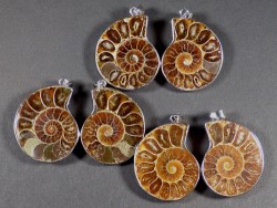 Ammoniten-Anhänger im Paar 3,5 cm (x2)