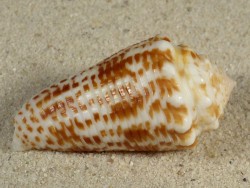 Conus sulcocastaneus PH 4,6cm *unique*