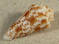 Conus sulcocastaneus PH 4,6cm *unique*