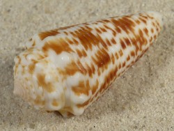 Conus sulcocastaneus PH 4,6cm *unique*