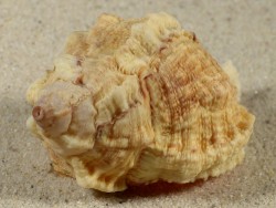 Phyllonotus margaritensis VE 7,5cm