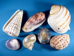 Shell assortment (x7) ~ special price