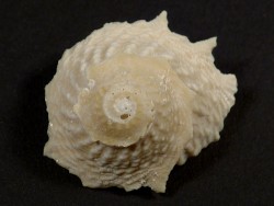 Lithopoma phoebium Pleistozn US 2,9cm *Unikat*