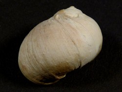 Naticarius stercusmuscarum Pliocene ES 1,8cm *unique*