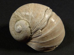 Naticarius stercusmuscarum Pliozän IT 3cm *Unikat*