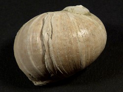 Naticarius stercusmuscarum Pliocene IT 3cm *unique*