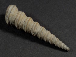 Turritella badensis Miocene AT 4,3cm *unique*