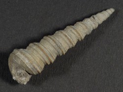 Turritella badensis Miocene AT 4,3cm *unique*