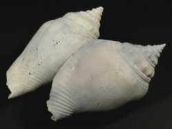 Strombus floridanus Pliocene US 8+cm