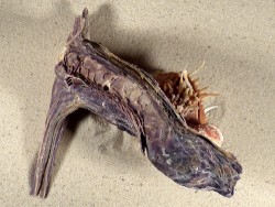 Malleus malleus mit Spondylus multisetosus PH 16,5cm *Unikat*