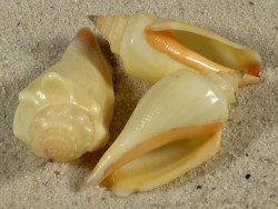 Canarium urceus *gelb* PH 3,5+cm