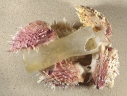 Spondylus multisetosus auf Kunststoff-Flasche PH 19cm *Unikat*