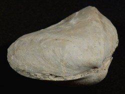 Psammotreta intastriata Pliocene US 5,4cm *unique*