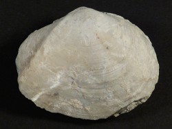 Psammotreta intastriata Pliocene US 5,4cm *unique*