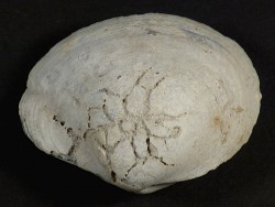 Psammotreta intastriata Pliocene US 5,4cm *unique*