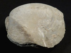 Psammotreta intastriata Pliocene US 5,4cm *unique*