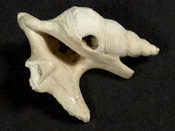 Aporrhais scaldensis Pliozän BE 1,9cm *Unikat*