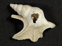 Aporrhais scaldensis Pliocene BE 1,9cm *unique*