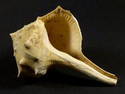Tudicla rusticula Miocene FR 6cm *unique*