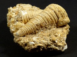 Mesohalina margaritacea Oligozän DE 7cm *Unikat*