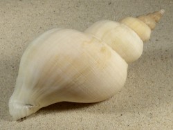 Neptunea antiqua m/O UK-Nordsee 15,2cm *Unikat*