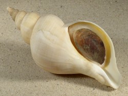 Neptunea antiqua m/O UK-Nordsee 15,2cm *Unikat*