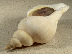 Neptunea antiqua m/O UK-Nordsee 15,2cm *Unikat*
