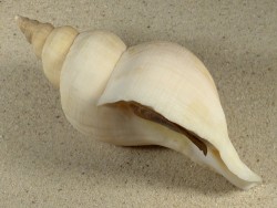 Neptunea antiqua m/O UK-Nordsee 15,2cm *Unikat*