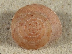 Calliostoma granulatum m/O FR-Mittelmeer 2,7cm *Unikat*