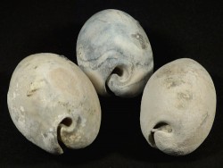 Siphocypraea problematica Pliozn US 5+cm