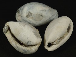 Siphocypraea problematica Pliocene US 5+cm